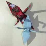 ちゃーこの画像