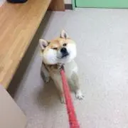 とんみ
