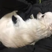 TMBの画像