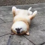 ぺこの画像
