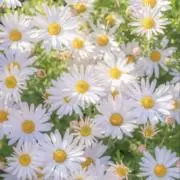 みるくの画像