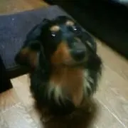ミニーの画像