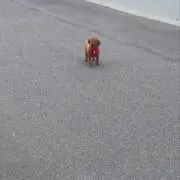 Su!の画像