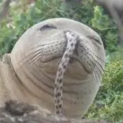 しろけん