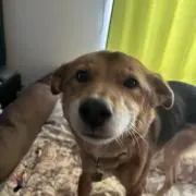 チルチル