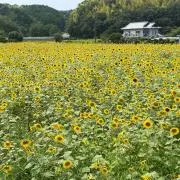 さんきち　藤井木型の画像