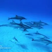 ぼーの画像