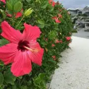 ミリの画像