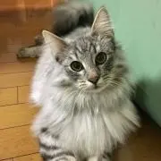 sachiko