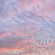 えだまめの画像