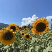 muuの画像