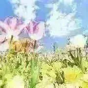 ⁑nika⁑の画像