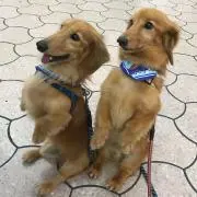 wowowの画像