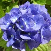 紫陽花と兎の画像