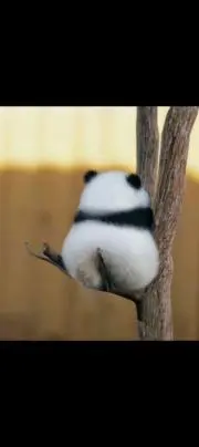 らんらんの画像
