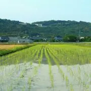 クロカワの画像