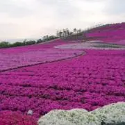ちゃありん
