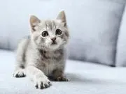 うめ