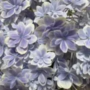 nahoの画像