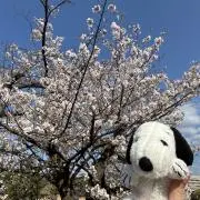 ぴーなつの画像