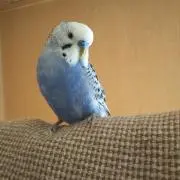 みぃ  必ずプロフ読んでくださいませの画像