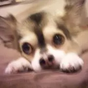 さくらの画像