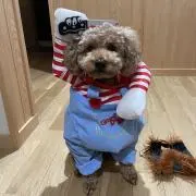 ワッキーの画像