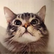 notakの画像