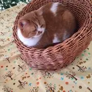 なつめっくの画像