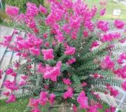 ☆レモングラス☆コメントにお得情報あり☆