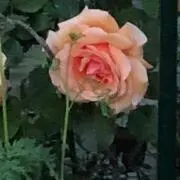 グミグミ