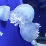 カズハの画像