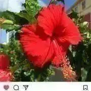Flowerの画像