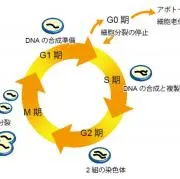 だいこんの画像
