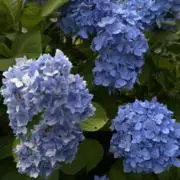さとう