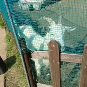 やす
