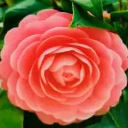 Image of Camellia124