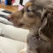 Rの画像
