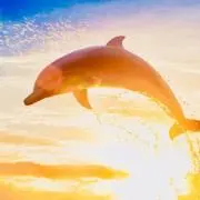 夏海の画像