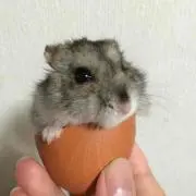 もももち