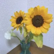 Mimamaの画像
