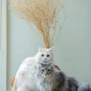 むーちゃみの画像