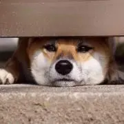 柴田の画像