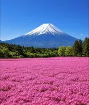 ち―ちゃんの画像