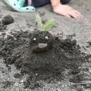 エリンギ