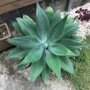 AGBの画像