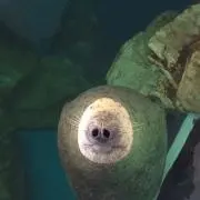 ももの画像