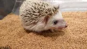 M 次回発送日の画像