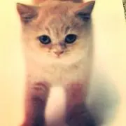 ミーコ