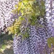 YANIKの画像